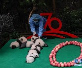 成都：7只新生大熊猫齐亮相