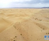 宁夏中卫：草方格扎出的沙漠绿意
