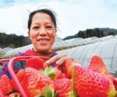 寿宁：水果种植合作社每年为贫困户增收4000多元