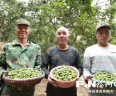 闽清白河江优质甜橄榄丰收